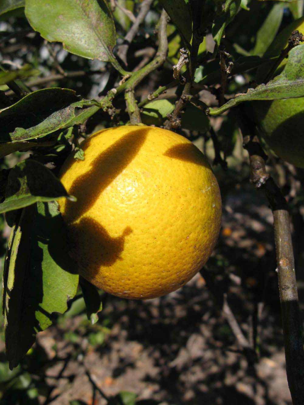              Fruit (Winter Haven, FL)       